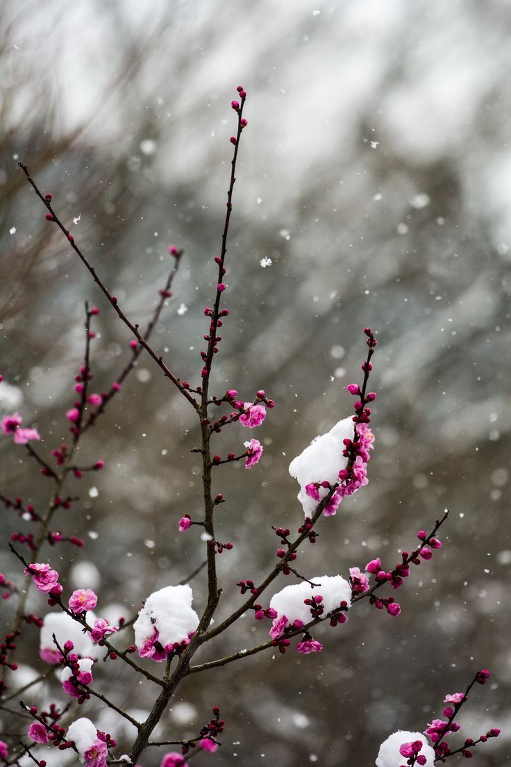 736x1104 Spring wallpaper, iPhone wallpaper