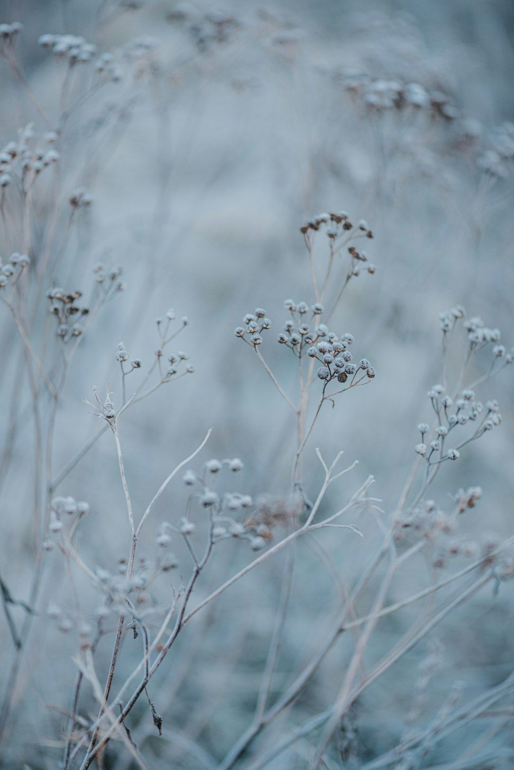 1000x1498 Winter. best free winter, snow