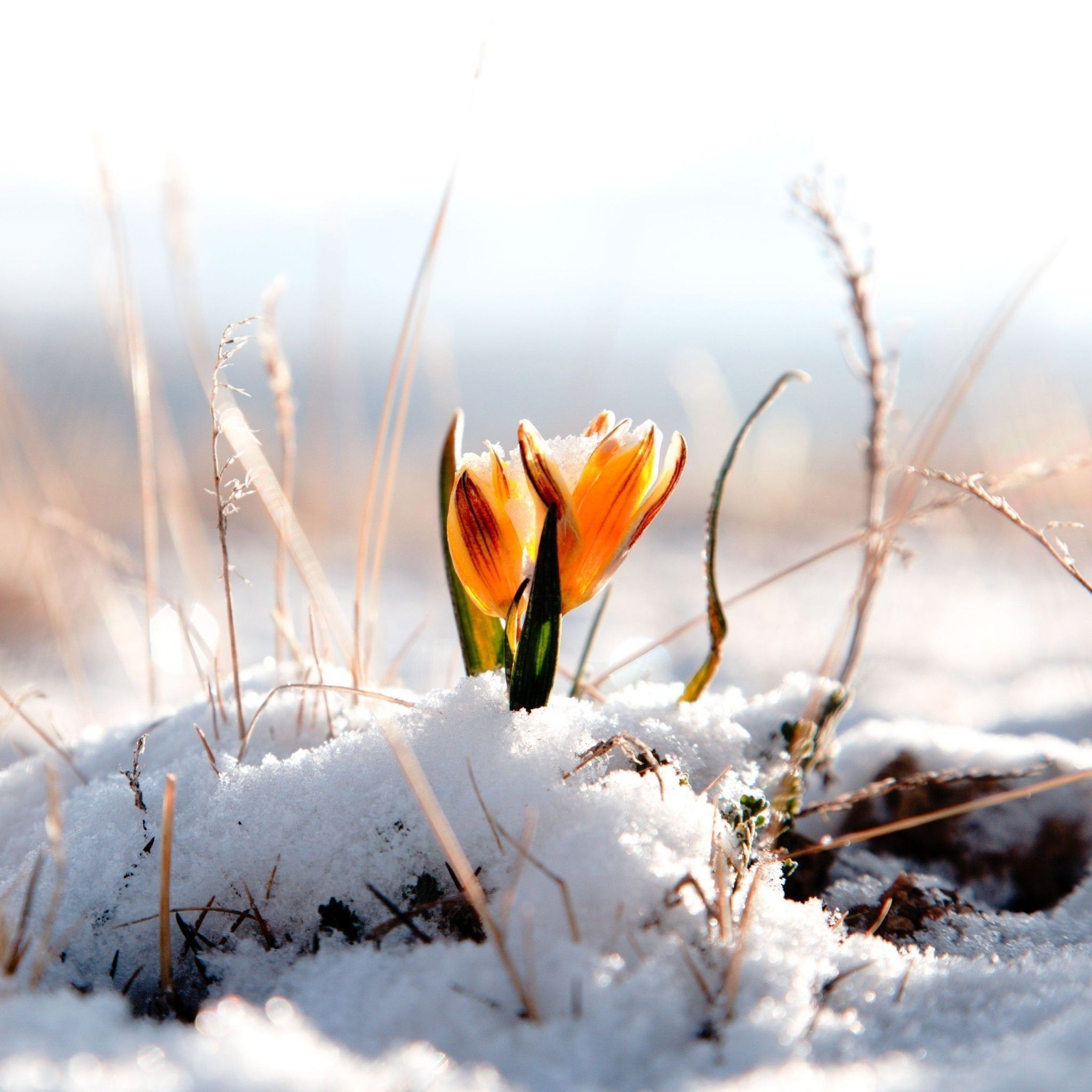 2048x2048 Spring Flowers in Snow Wallpaper