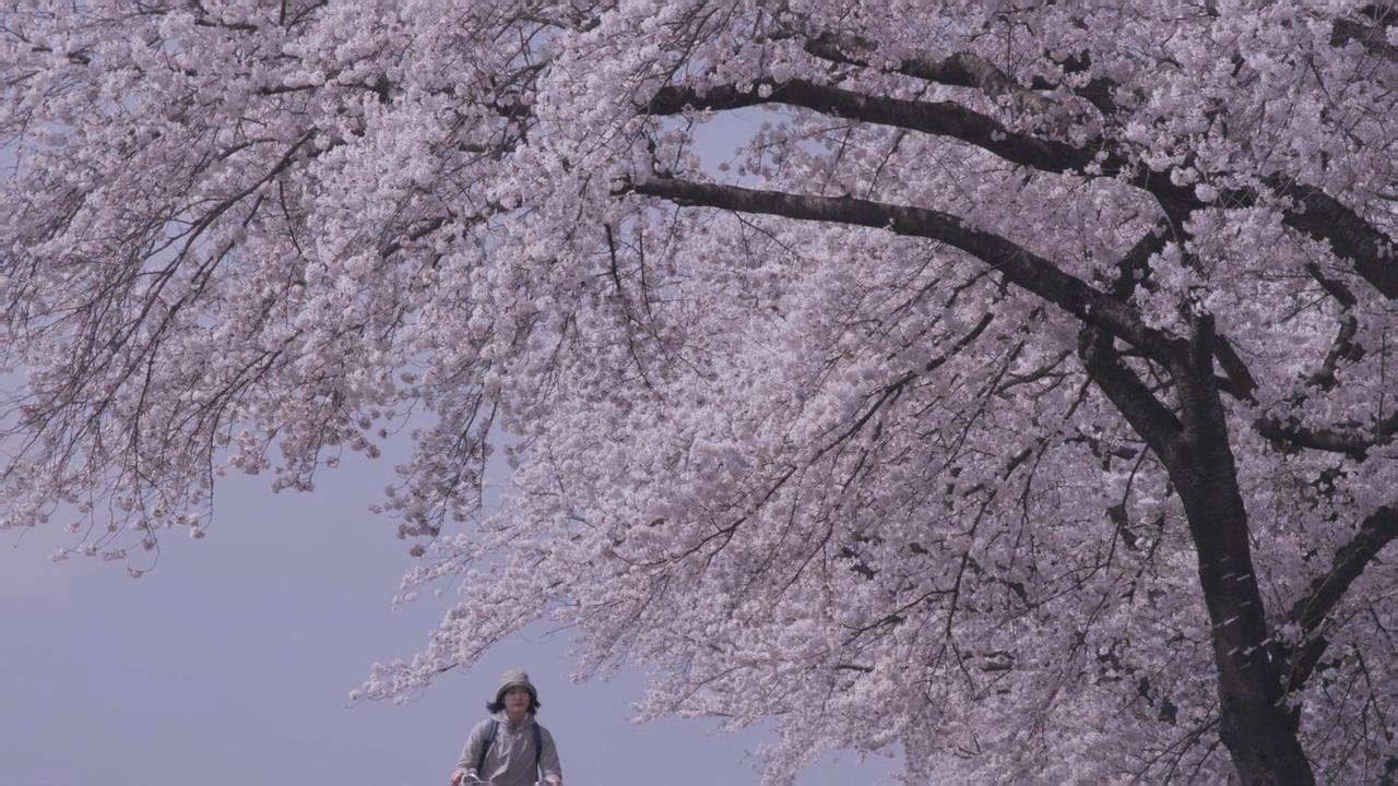 1280x720 Little Forest: Winter Spring (2015)