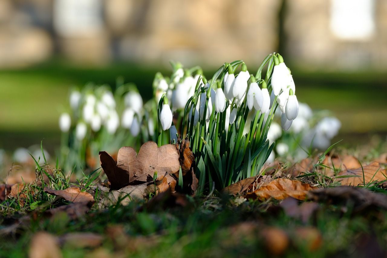 1280x853 Winter Flowers Snowdrops photo