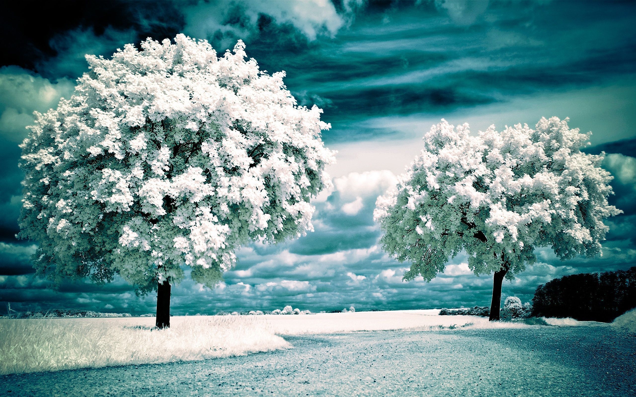2560x1600 Nature Scenic HD Wallpaper
