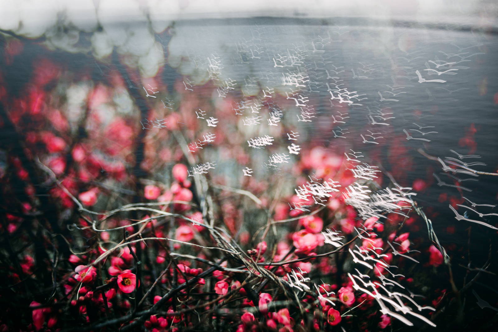 1600x1067 Photography Project