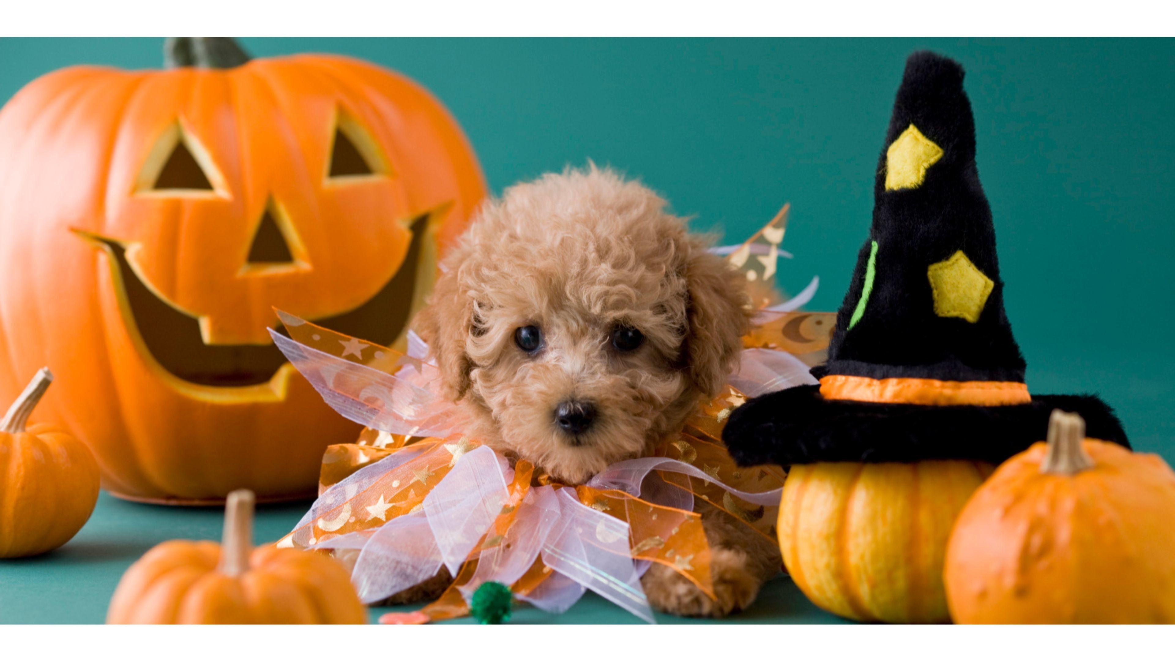 Cute Halloween Puppy Wallpapers