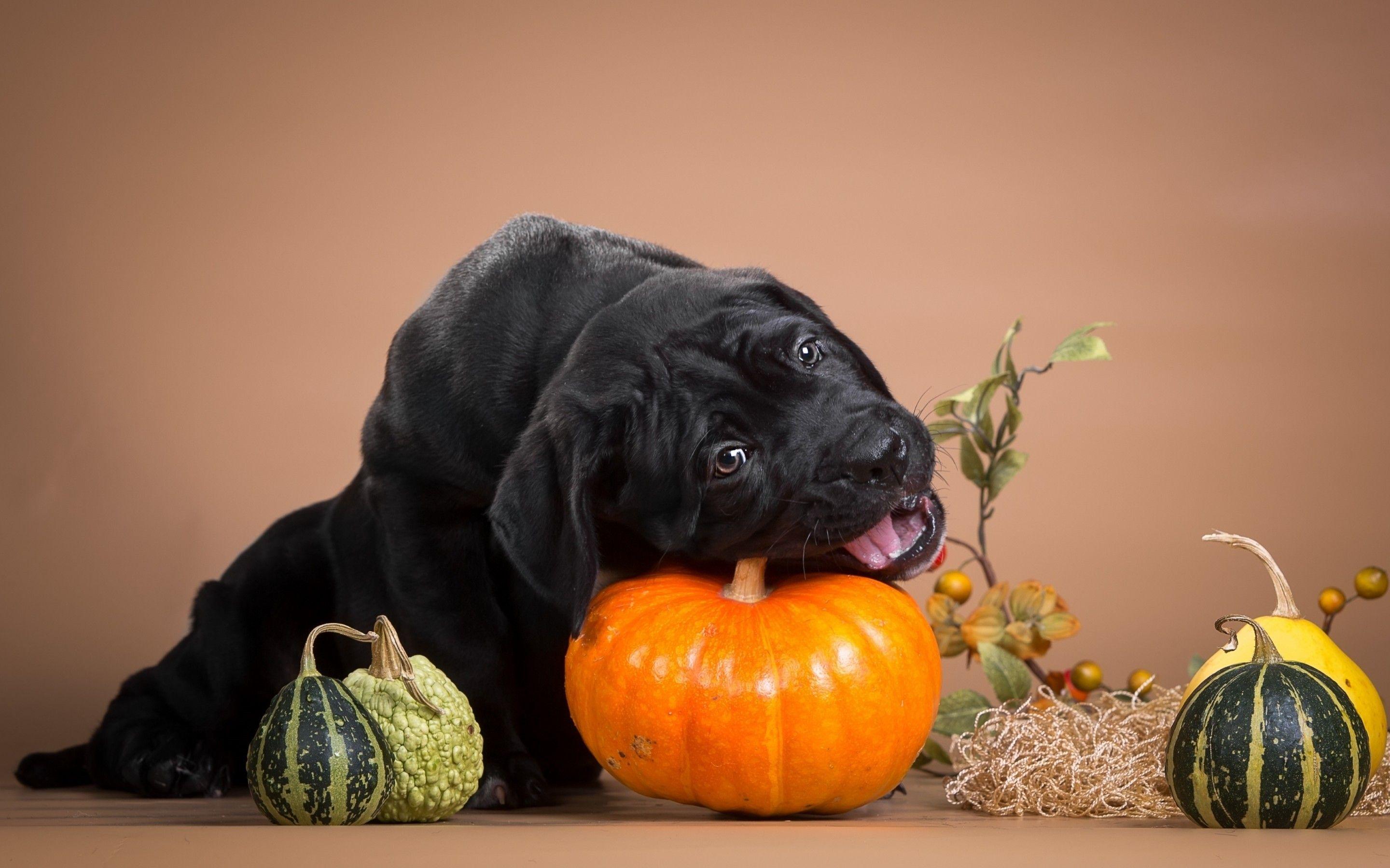 2880x1800 Halloween Dogs