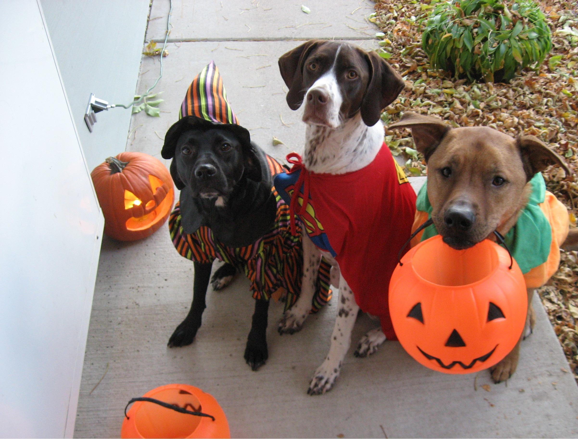 Dog Cat Halloween Wallpapers Top Free Dog Cat Halloween Backgrounds Wallpaperaccess