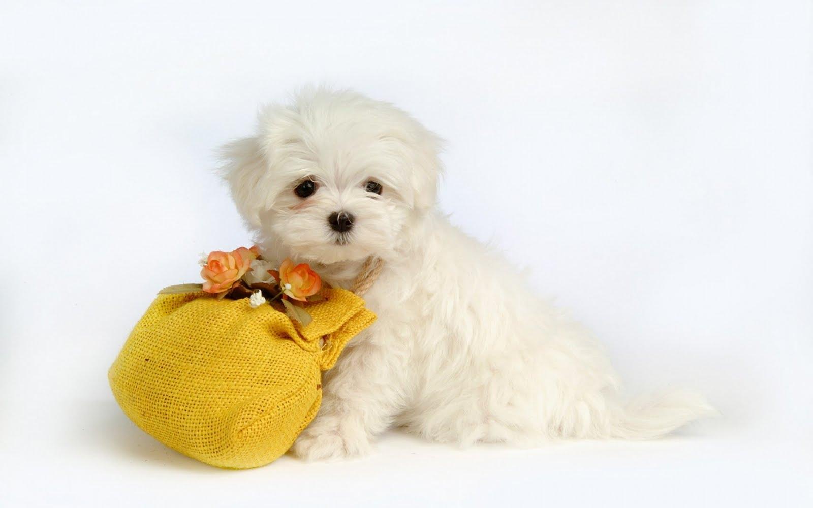 1600x1000 Halloween Dogs Wallpaper