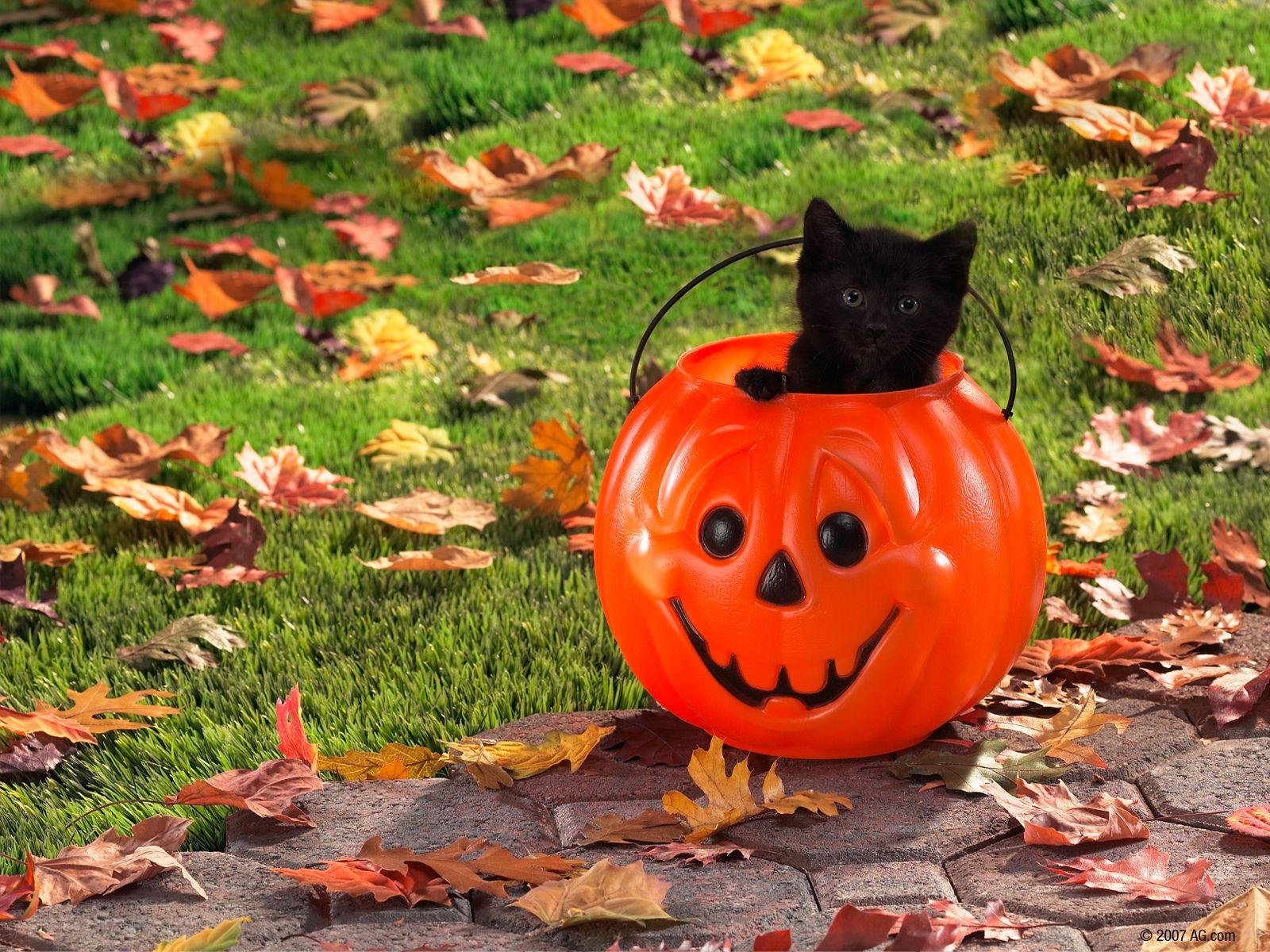 1600x1200 Beautiful Halloween Wallpaper for Desktop