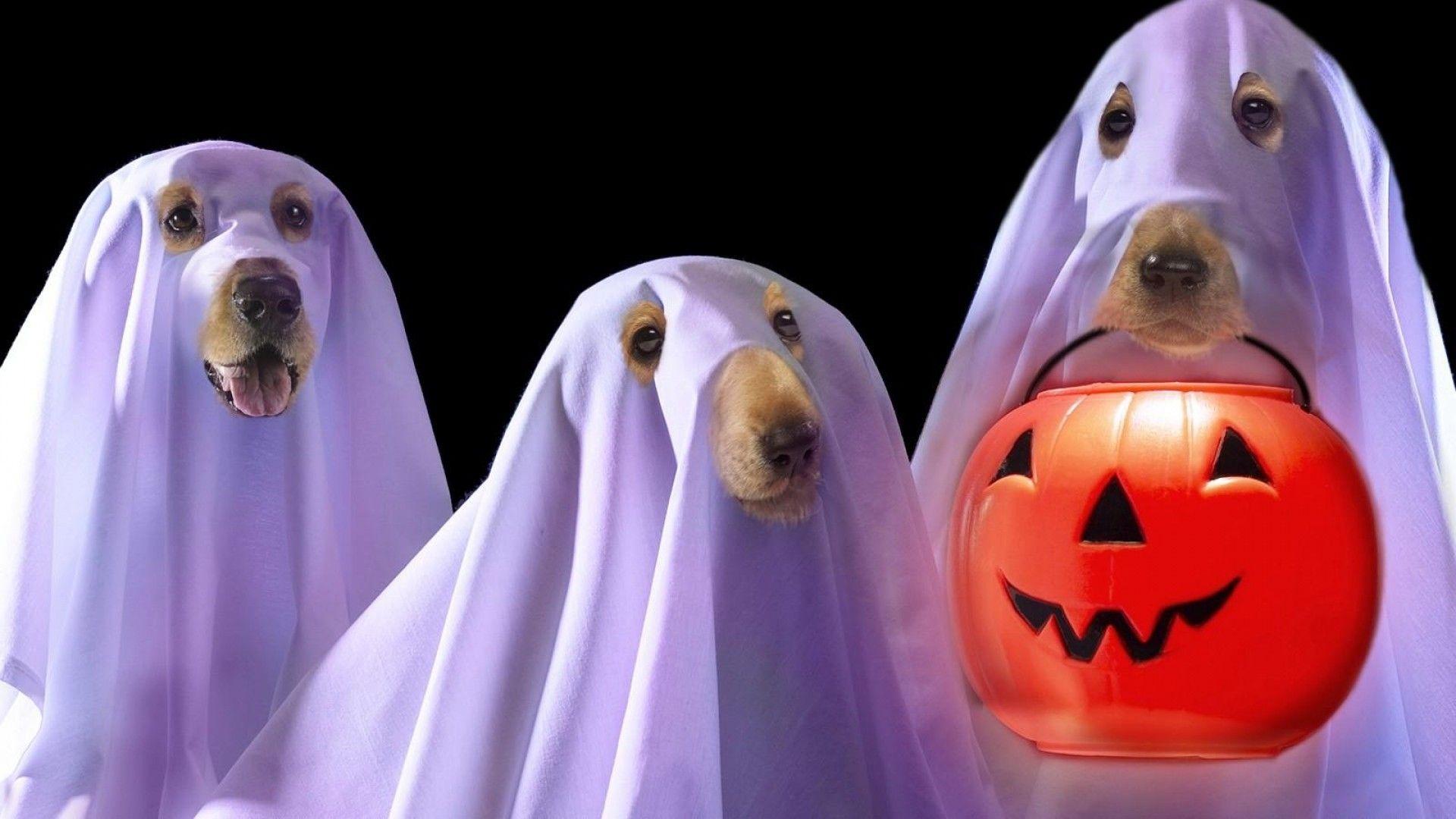 1920x1080 Halloween Pets Wallpaper