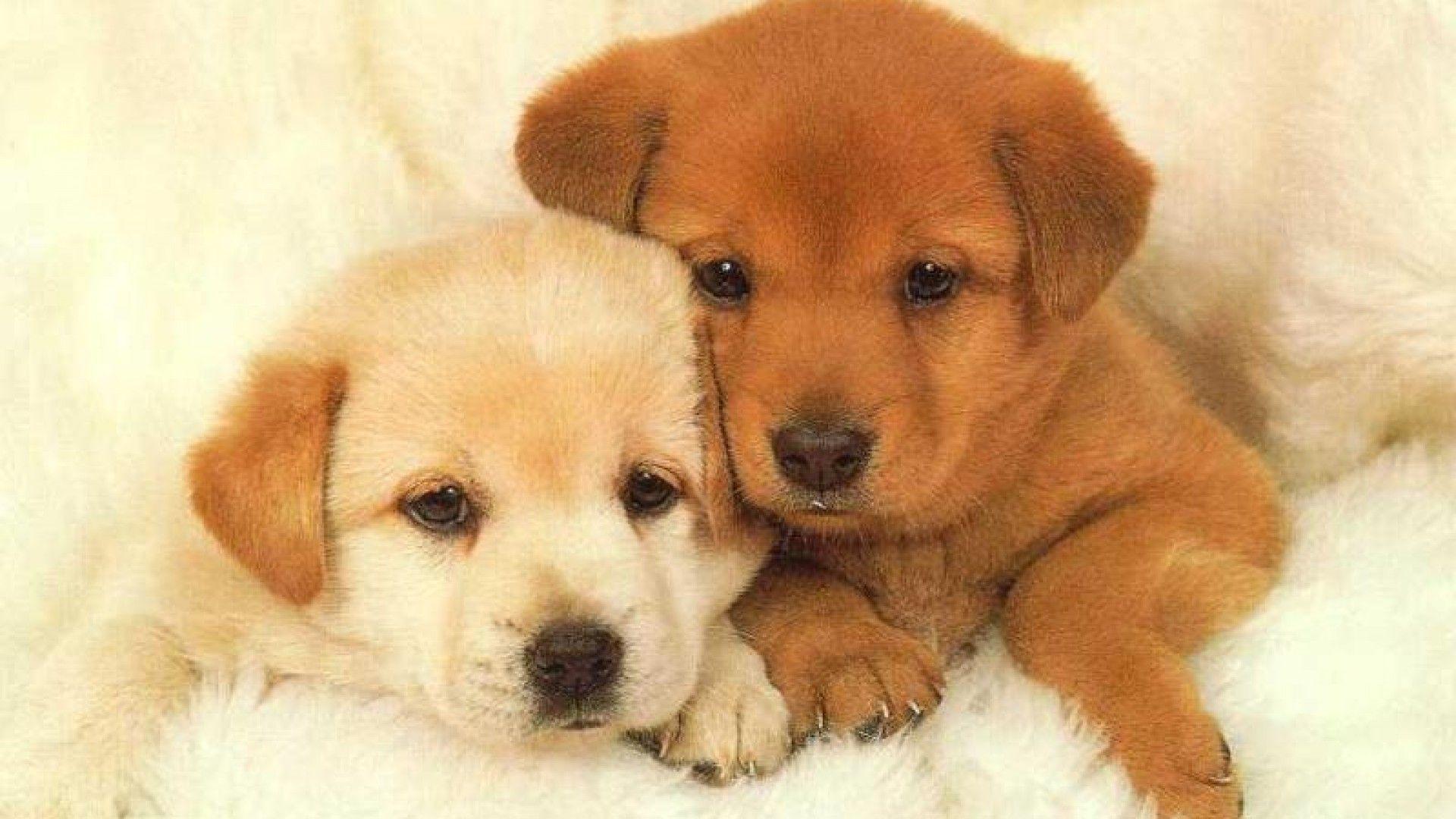 Baby Puppy Wallpapers Top Free Baby Puppy Backgrounds