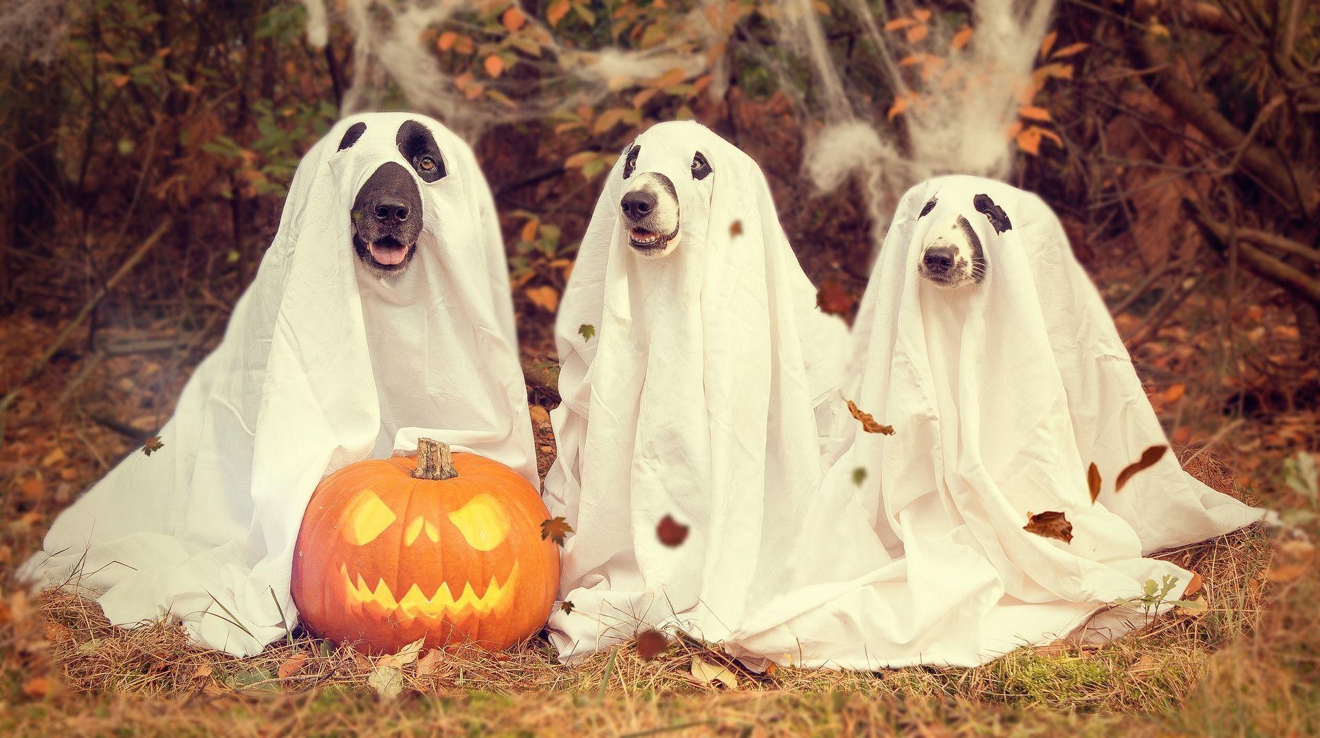 1920x1073 Halloween Dogs Wallpaper