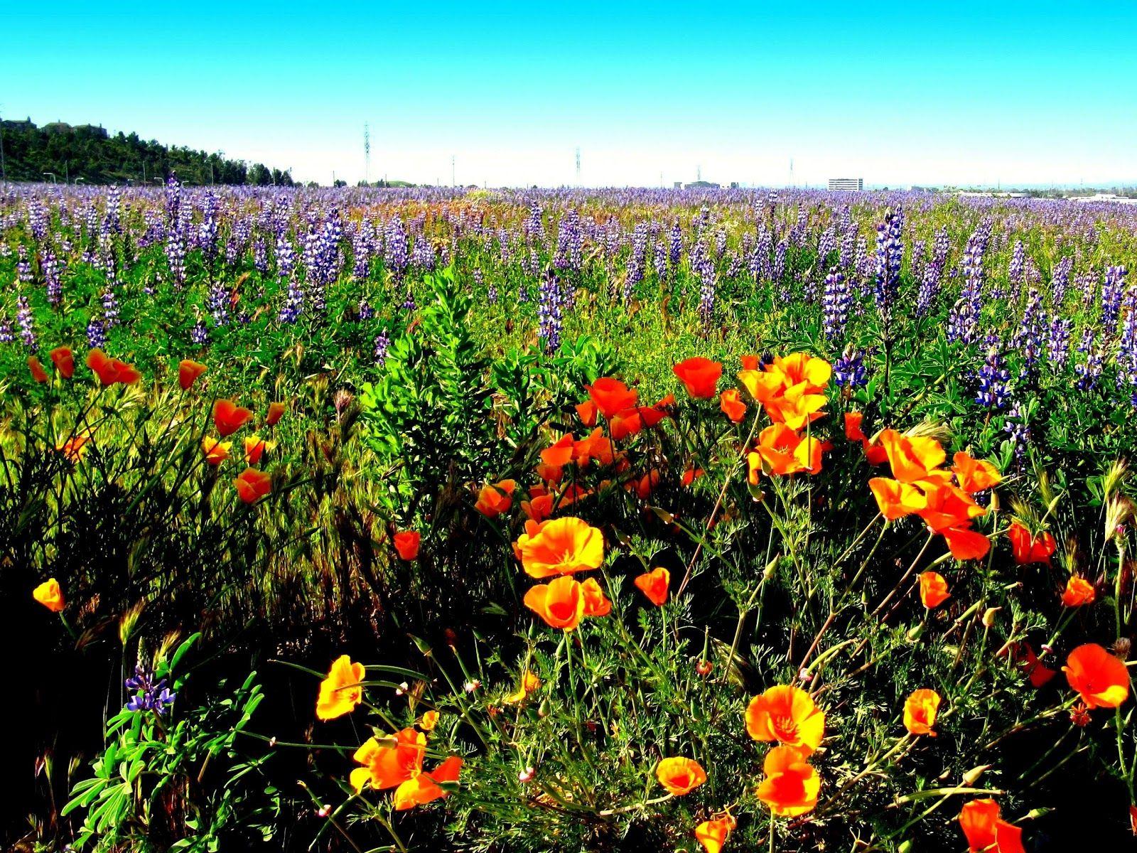 1600x1200 California Flowers Landscape wallpaper 1600 x 1200