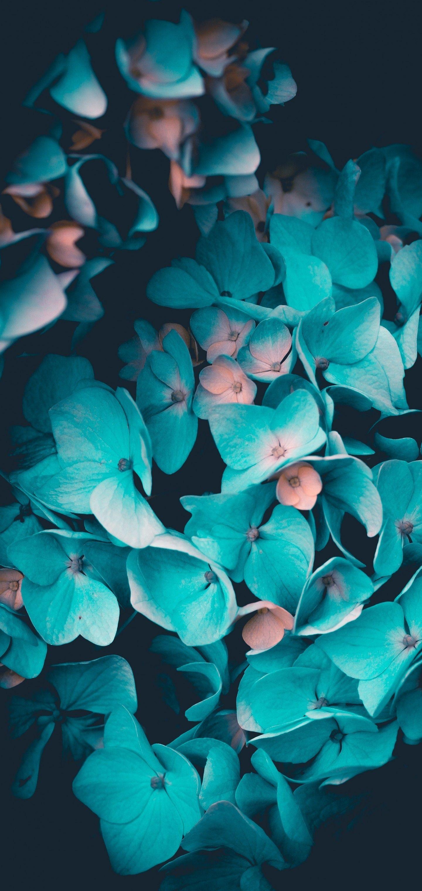 1440x3040 Download 1440x3040 Aqua Flowers, Petals, Close Up Wallpaper