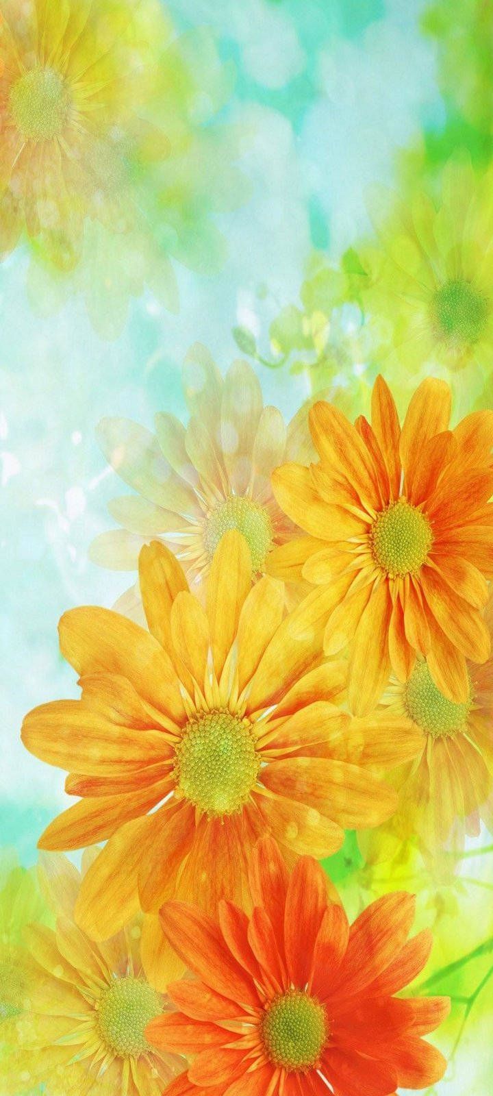 720x1600 Flower Mobile Wallpaper Full HD, 4K
