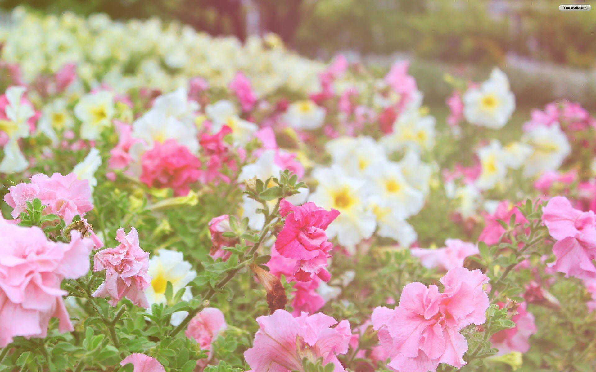 1920x1200 Free download Pink and White Flowers Wallpaper