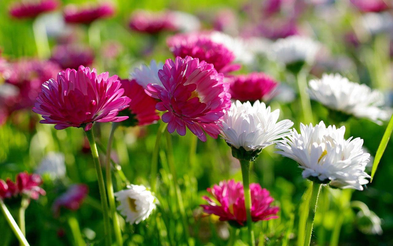 Pink And White Flowers Wallpapers - Top Free Pink And White Flowers ...