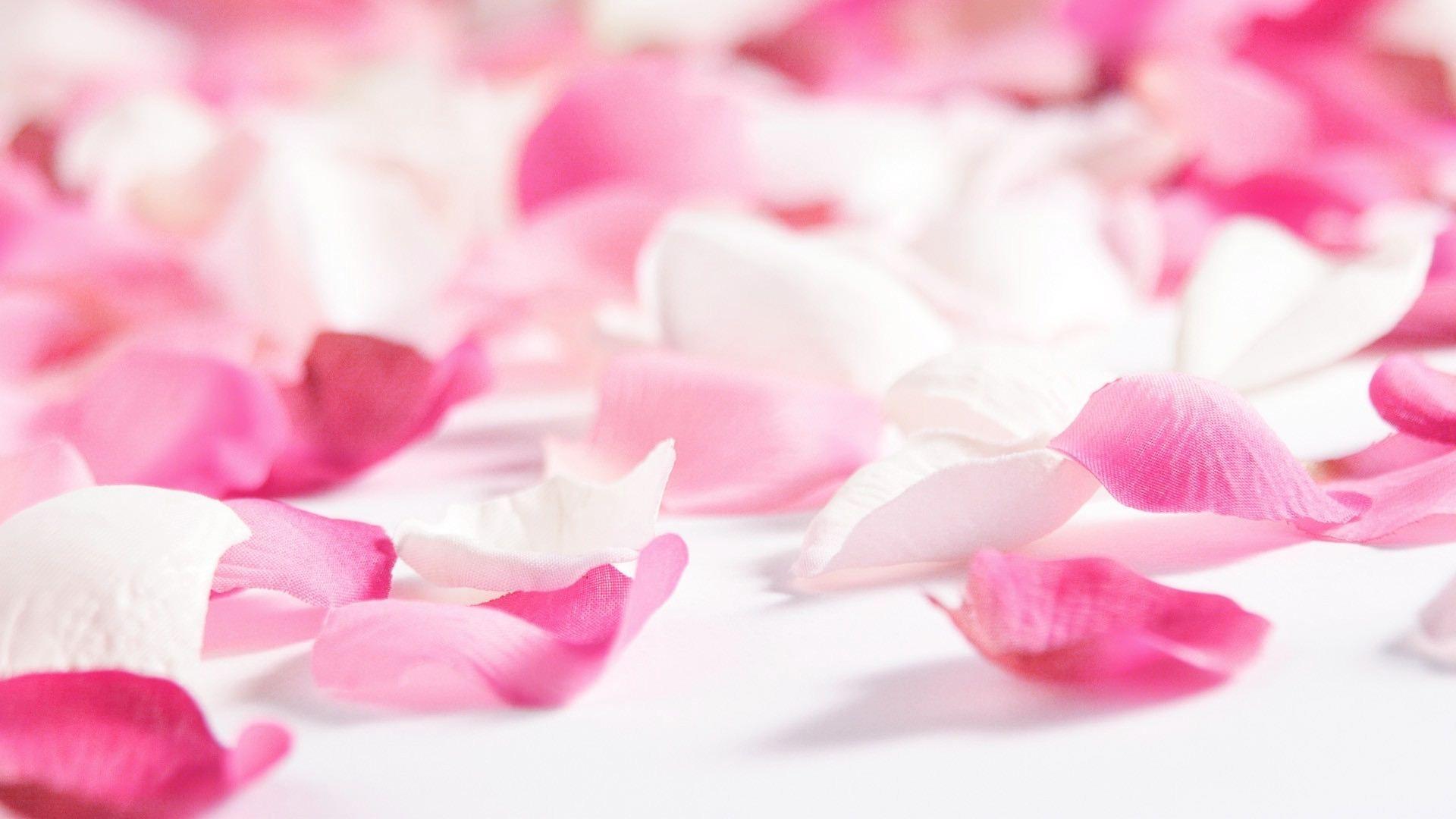 1920x1080 Flower Petals Wallpaper, Red White Flower Petals Wallpaper