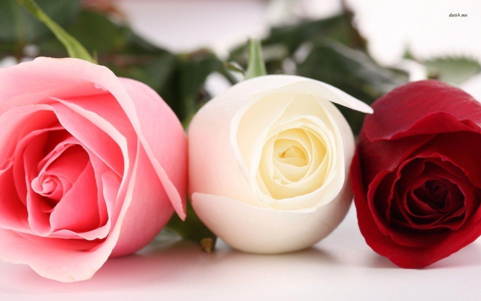 1680x1050 Beautiful Flower Wallpaper Download Yellow White Rose