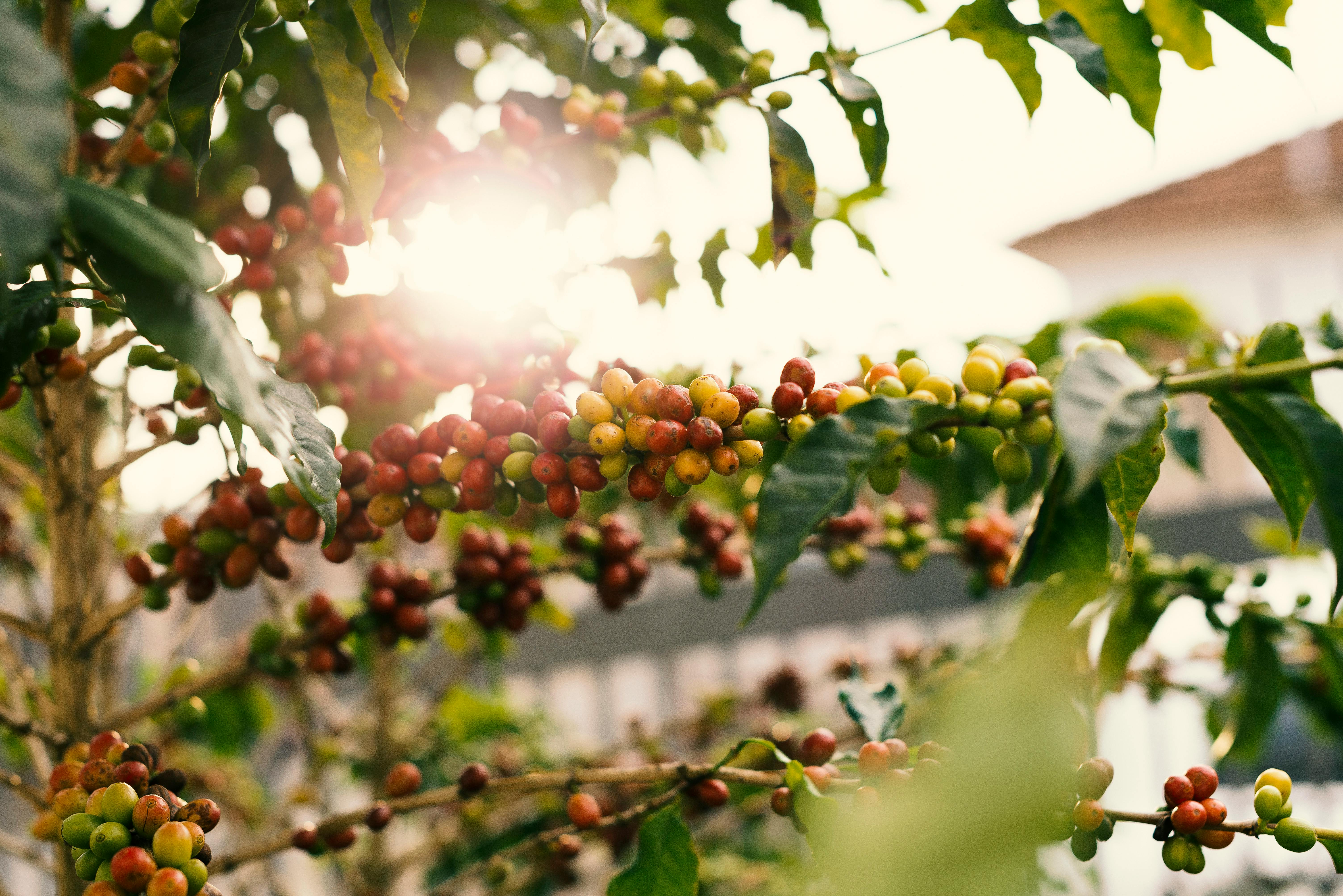 6016x4016 Coffee Plant & HD Image