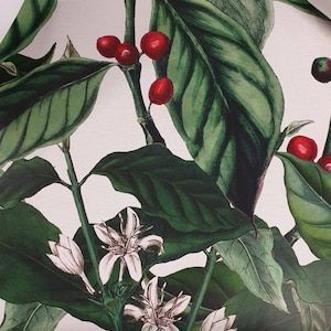 300x300 Coffee Plant Wallpaper, Coffee Beans