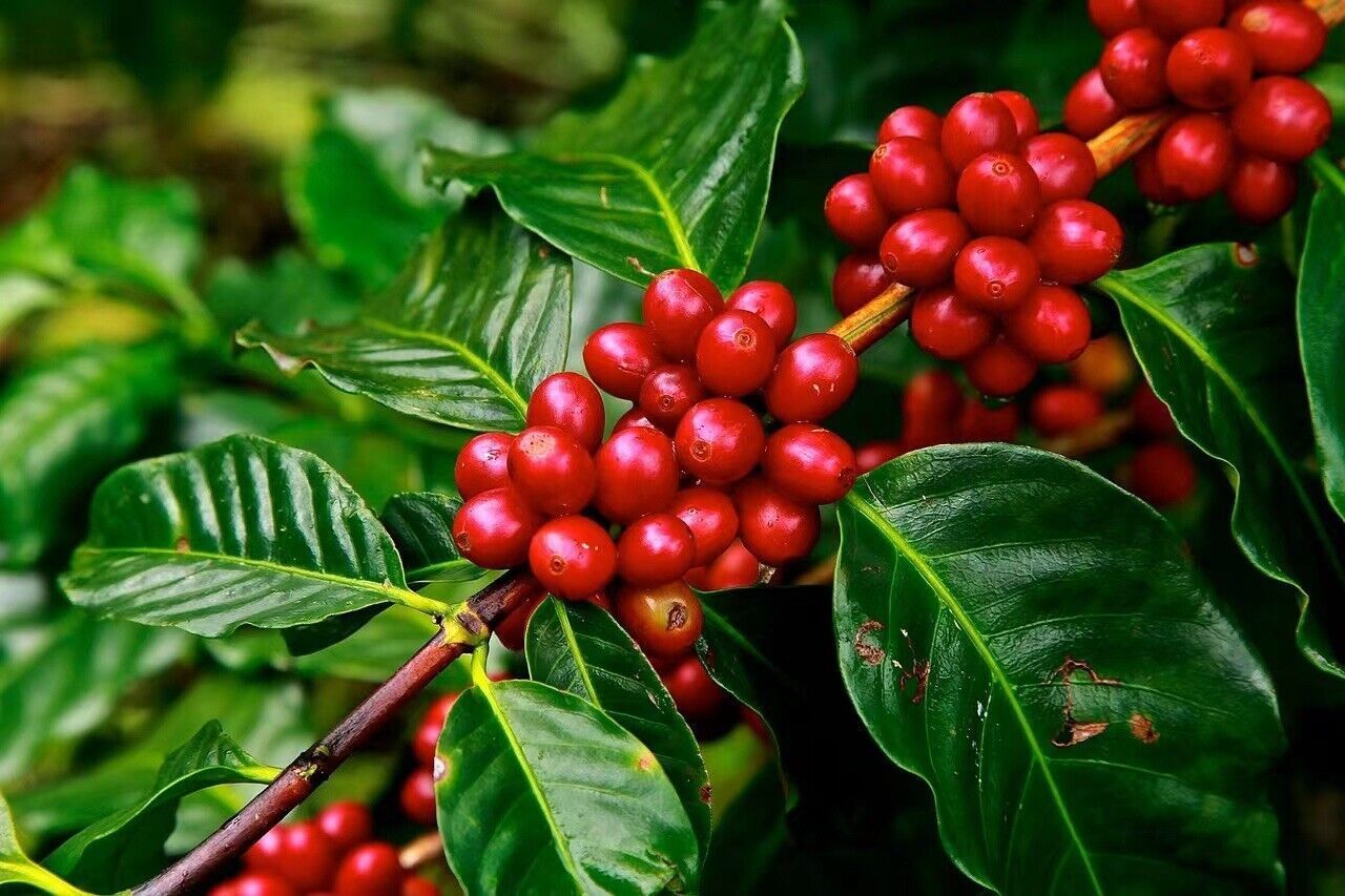 1280x853 Dwarf Coffea arabica Seeds Tropical