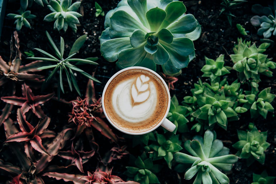 1125x750 Coffee Latte Near Green Plant · Free