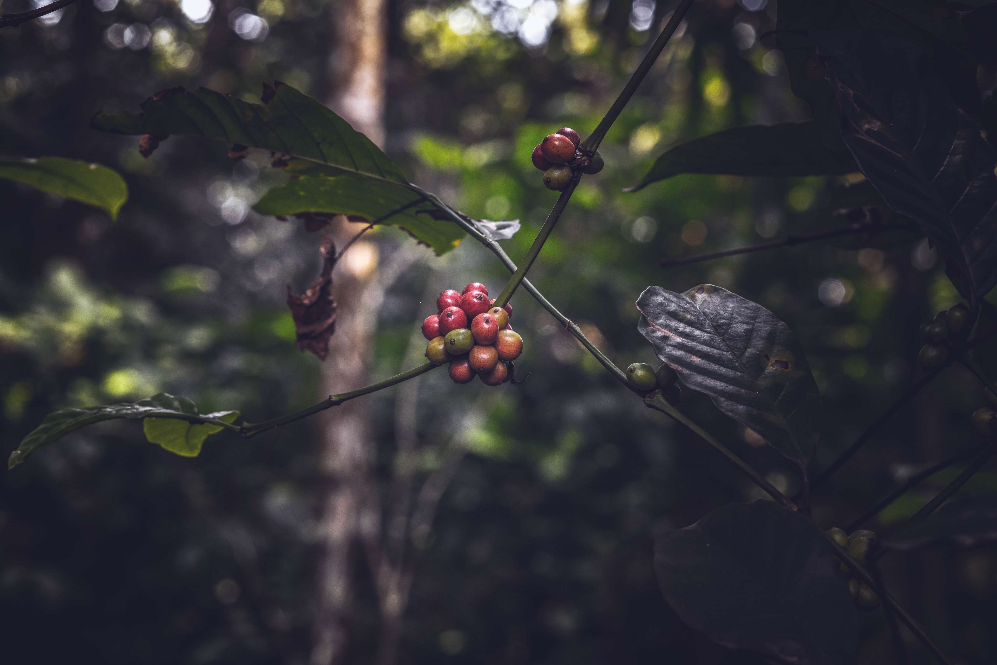 3840x2563 Coffee Plant Wallpaper