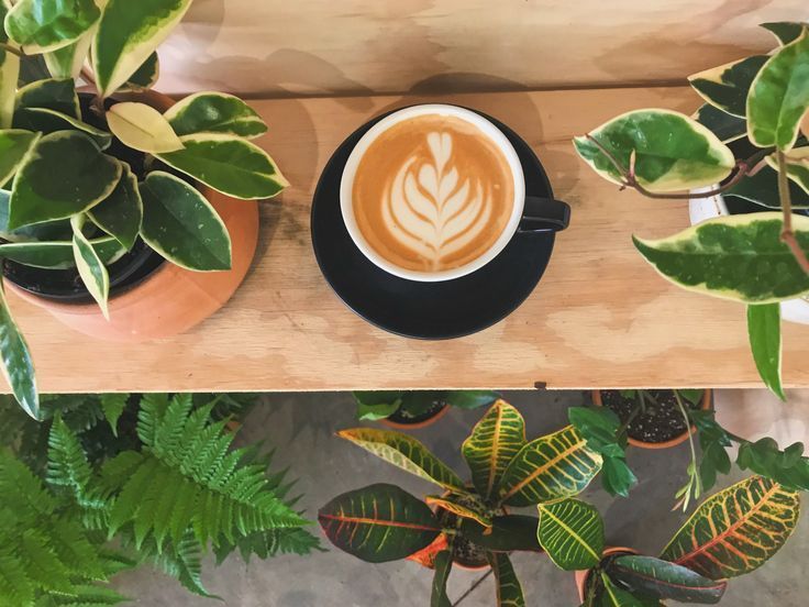 736x552 Coffee plant, Cafe plants, Coffee shop