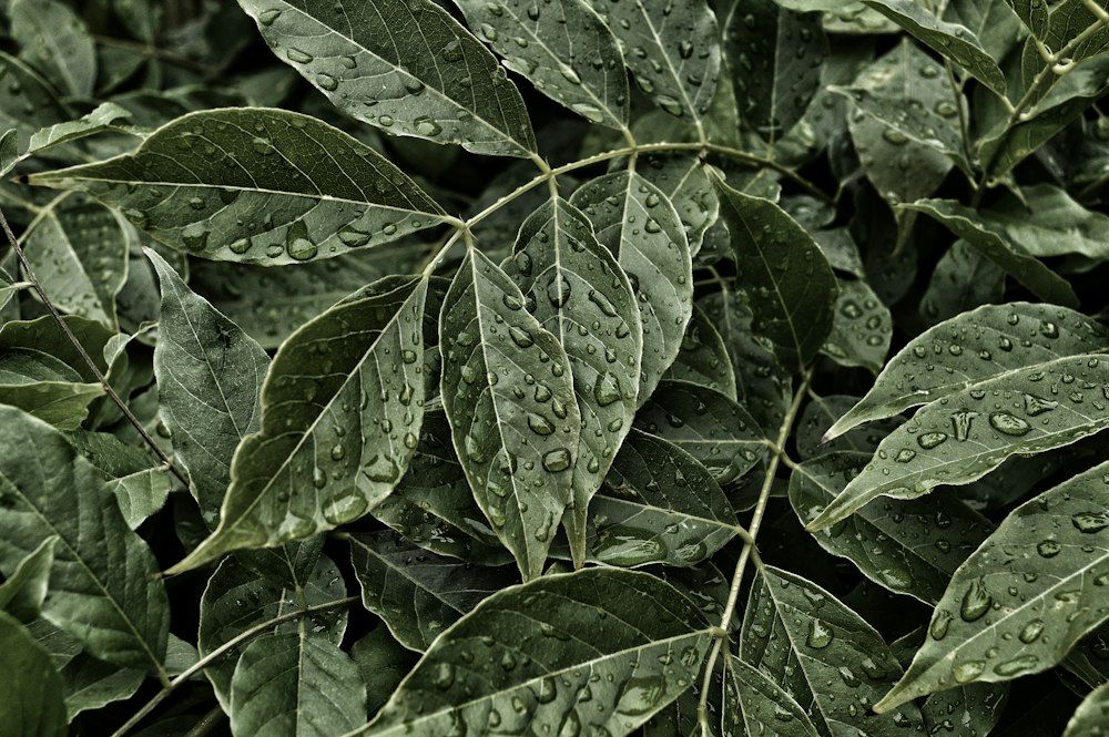 1000x665 Coffee Plant Picture. Download