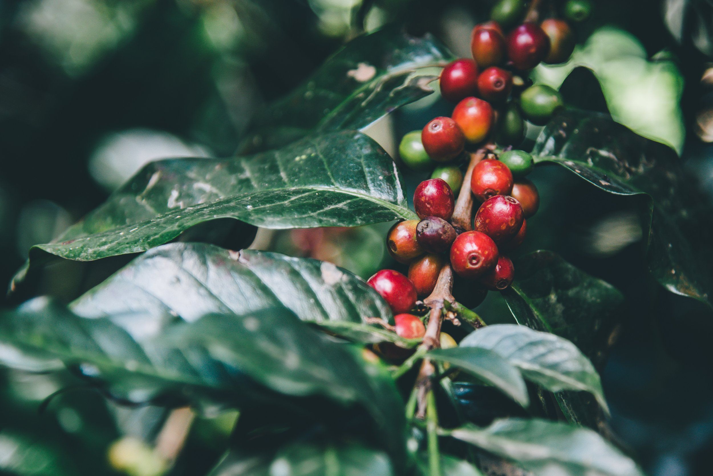 2500x1669 Whiskey Infused Coffee Beans Unique