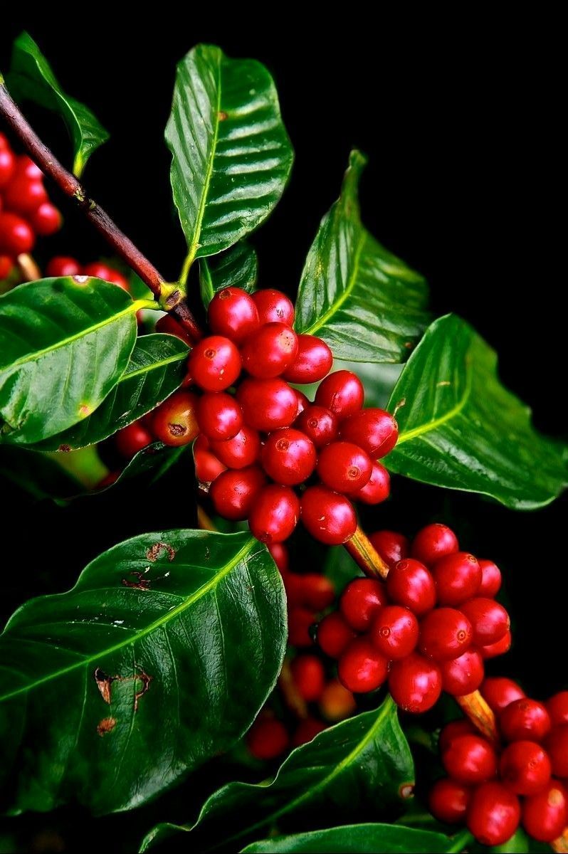 798x1200 Ripe coffee beans (stimulant). Mata de