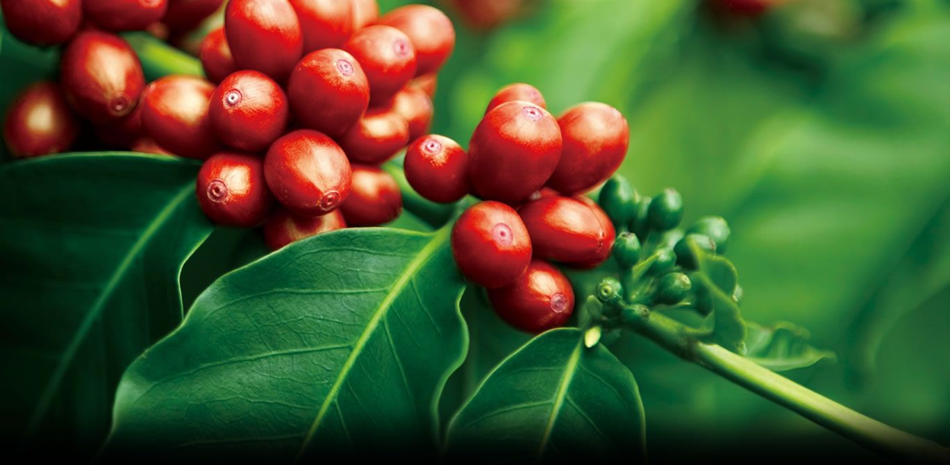 1368x670 UCC Ueshima Coffee Co