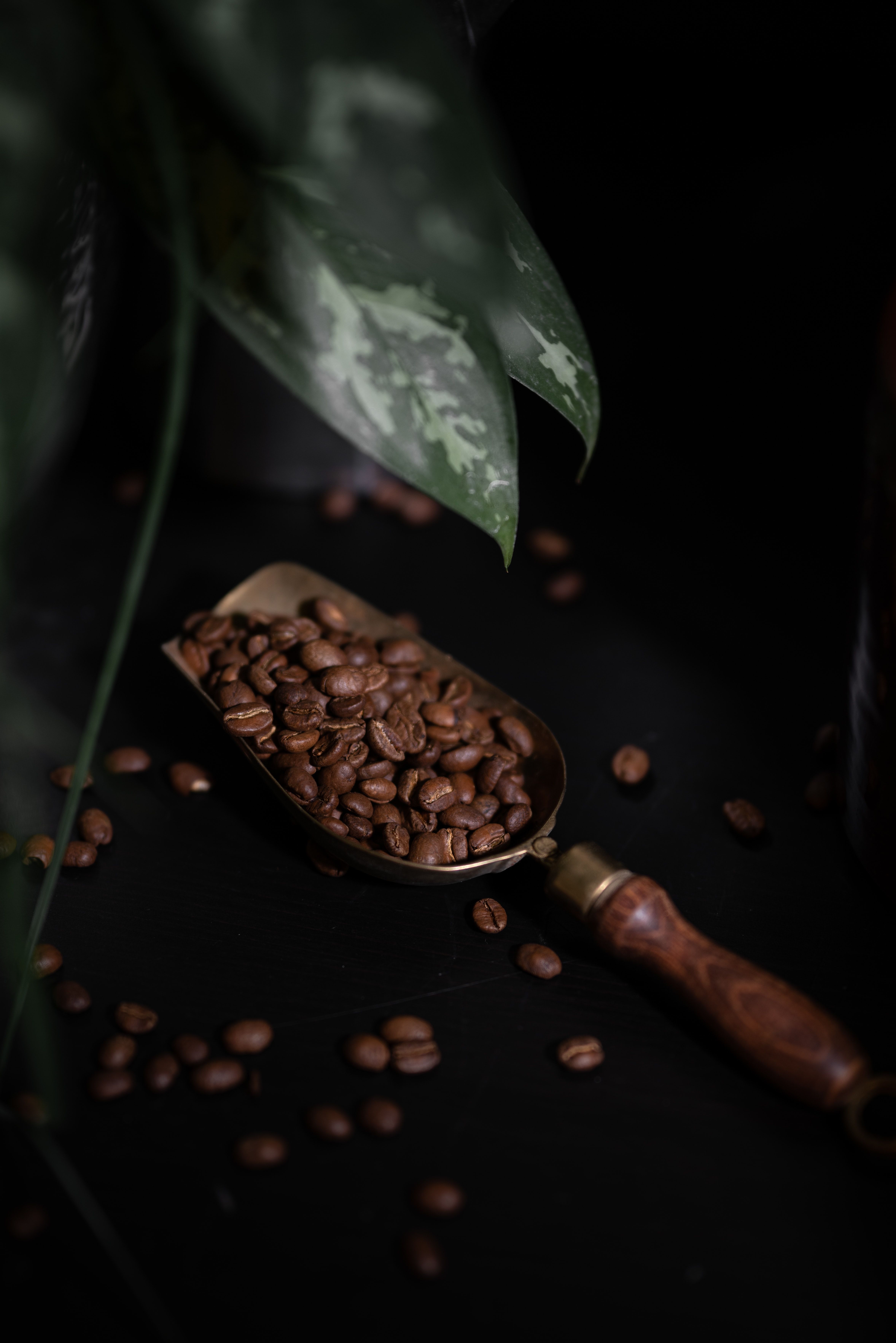 4710x7061 Mobile wallpaper: Coffee Beans, Plant