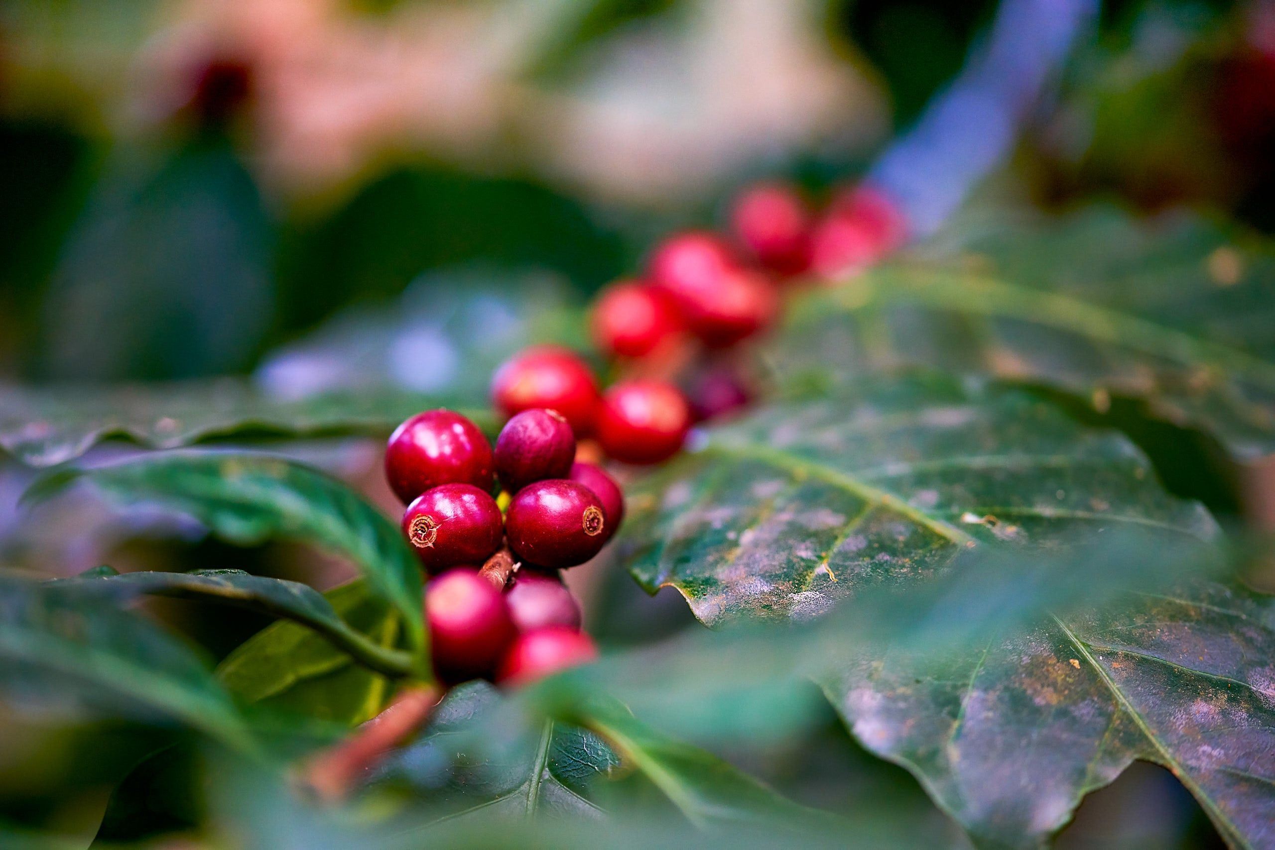 2560x1708 Can You Grow Your own Coffee in the UK