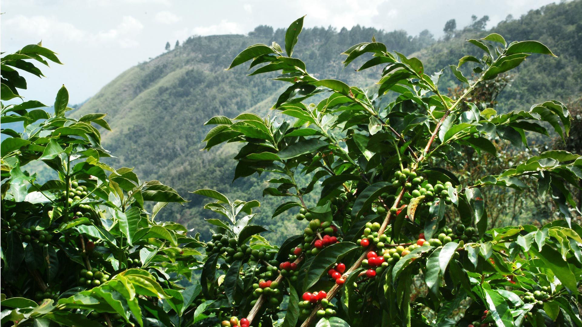 1920x1080 blue mountain coffee