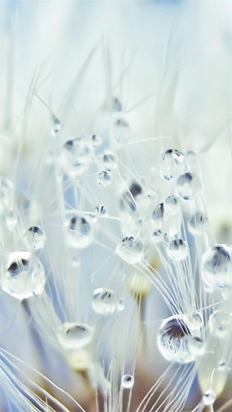 750x1334 Pure Crystal Dew Dandelion Flower Water Drop Globe Macro