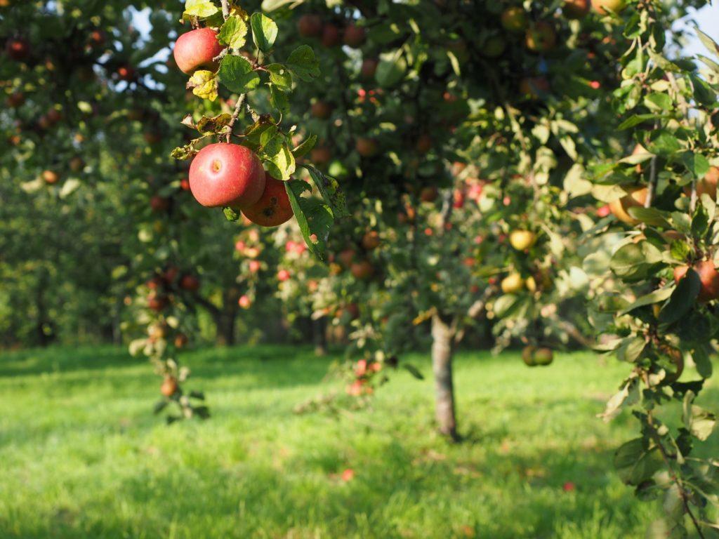 1024x768 Apple Tree Wallpaper Download HD Image for Free