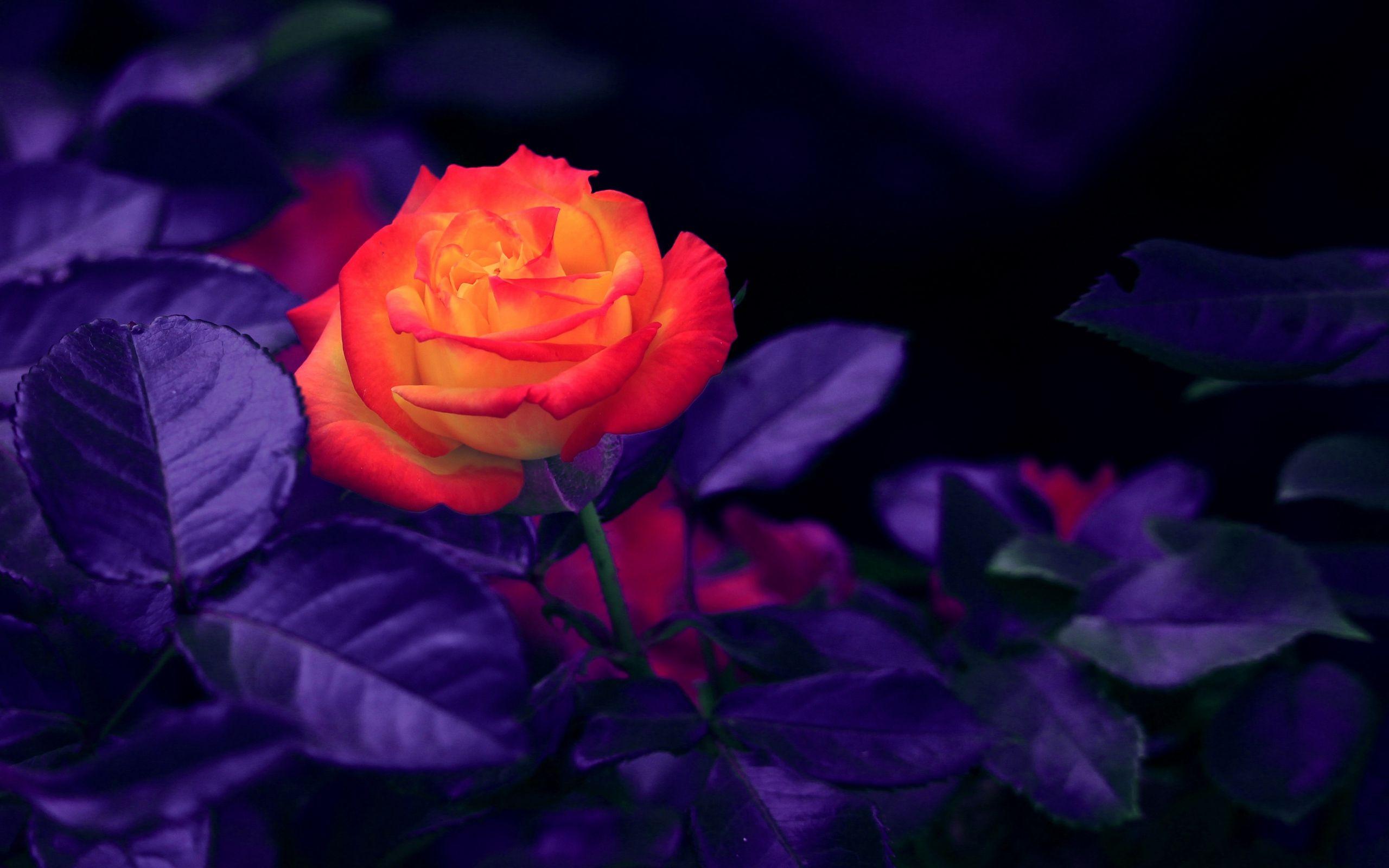 2560x1600 Download wallpaper 2560x1600 rose, bud, orange, purple
