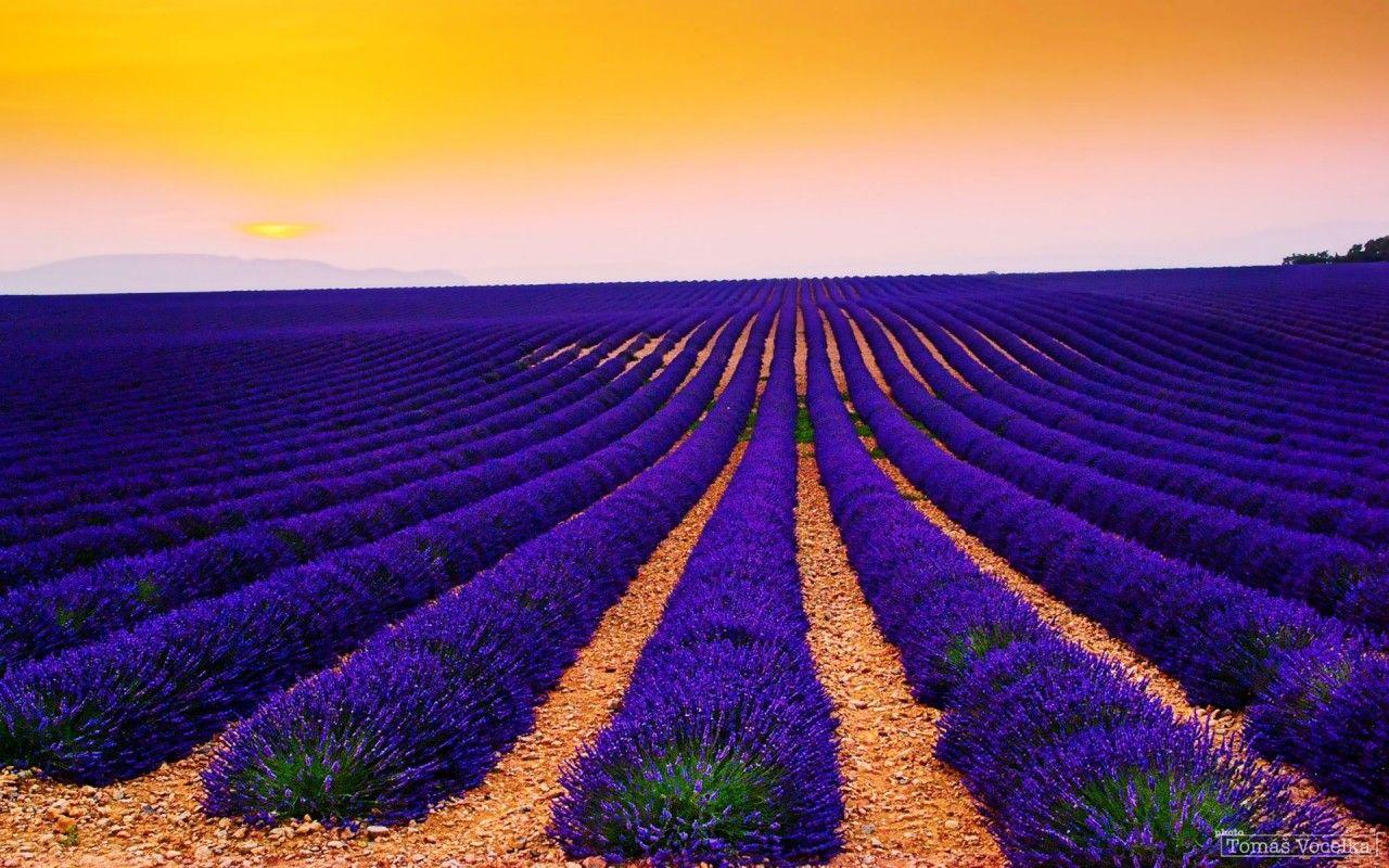 1280x800 Purple Lavender & Orange Sky wallpaper. Purple Lavender