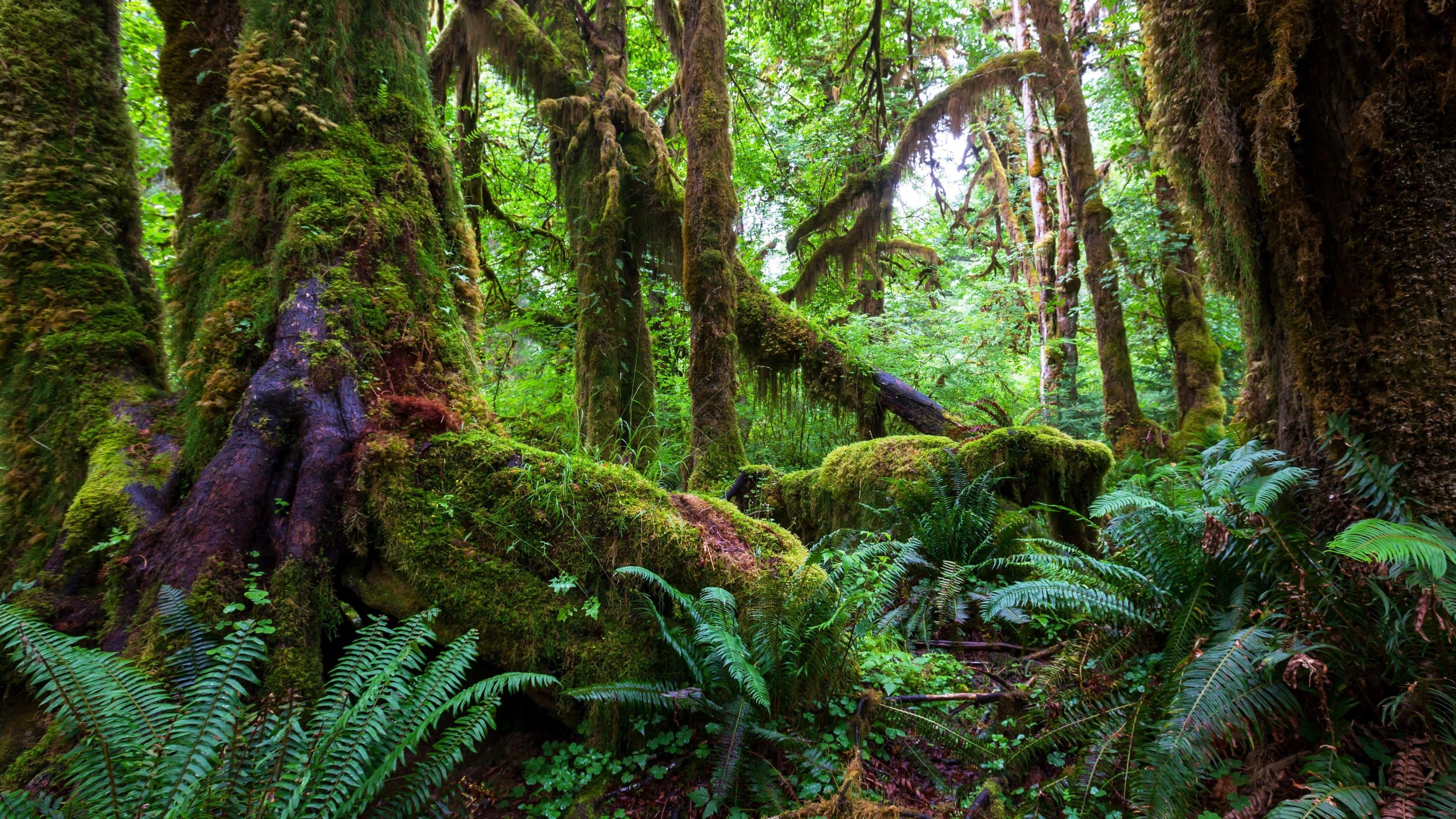 Rainforest HD Wallpapers Top Free Rainforest HD Backgrounds Rainforest HD Wallpapers Top Free Rainforest HD Backgrounds