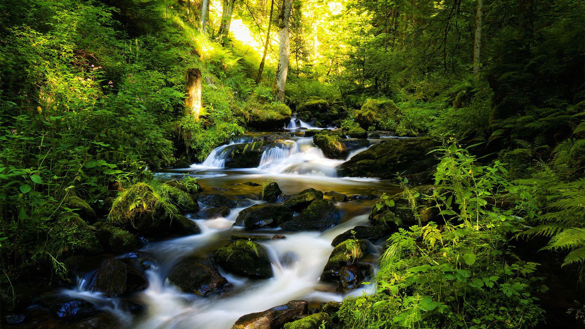 Rainforest Wallpapers - Top Free Rainforest Backgrounds - WallpaperAccess