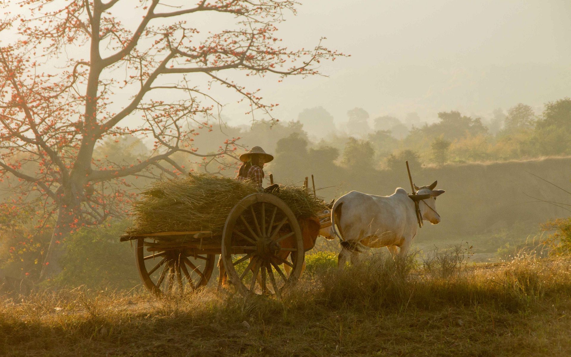 1920x1200 India Nature Wallpaper