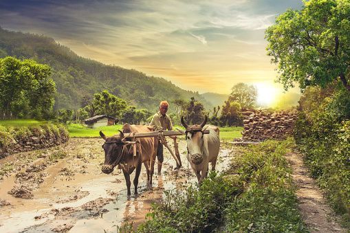 509x339 Download Free 100 + wallpaper village india