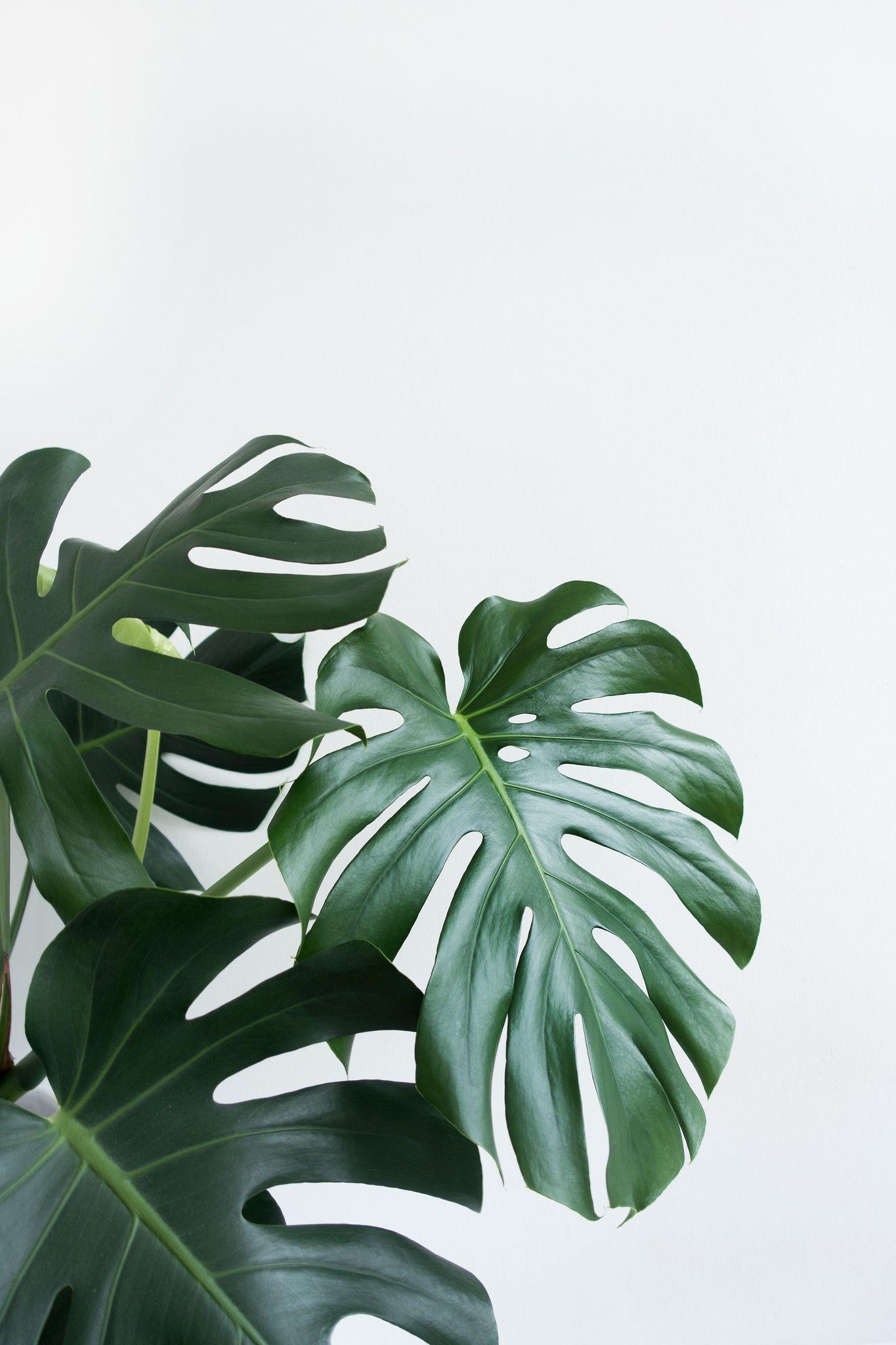 Featured image of post The Best 16 Aesthetic High Resolution Minimalist Plant Wallpaper