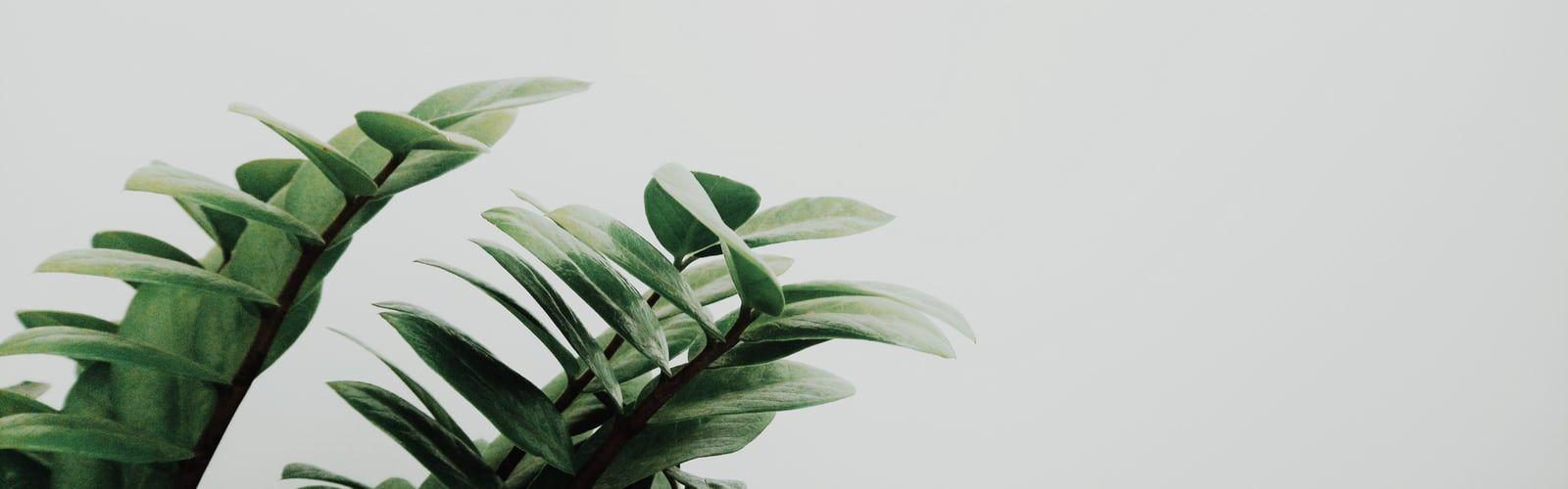 Minimal Plant Wallpapers - Top Free Minimal Plant Backgrounds