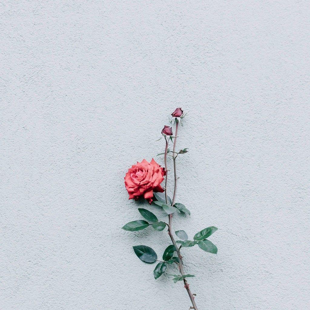 1024x1024 Rose Wall Minimalism Wallpaper - [1024x1024]