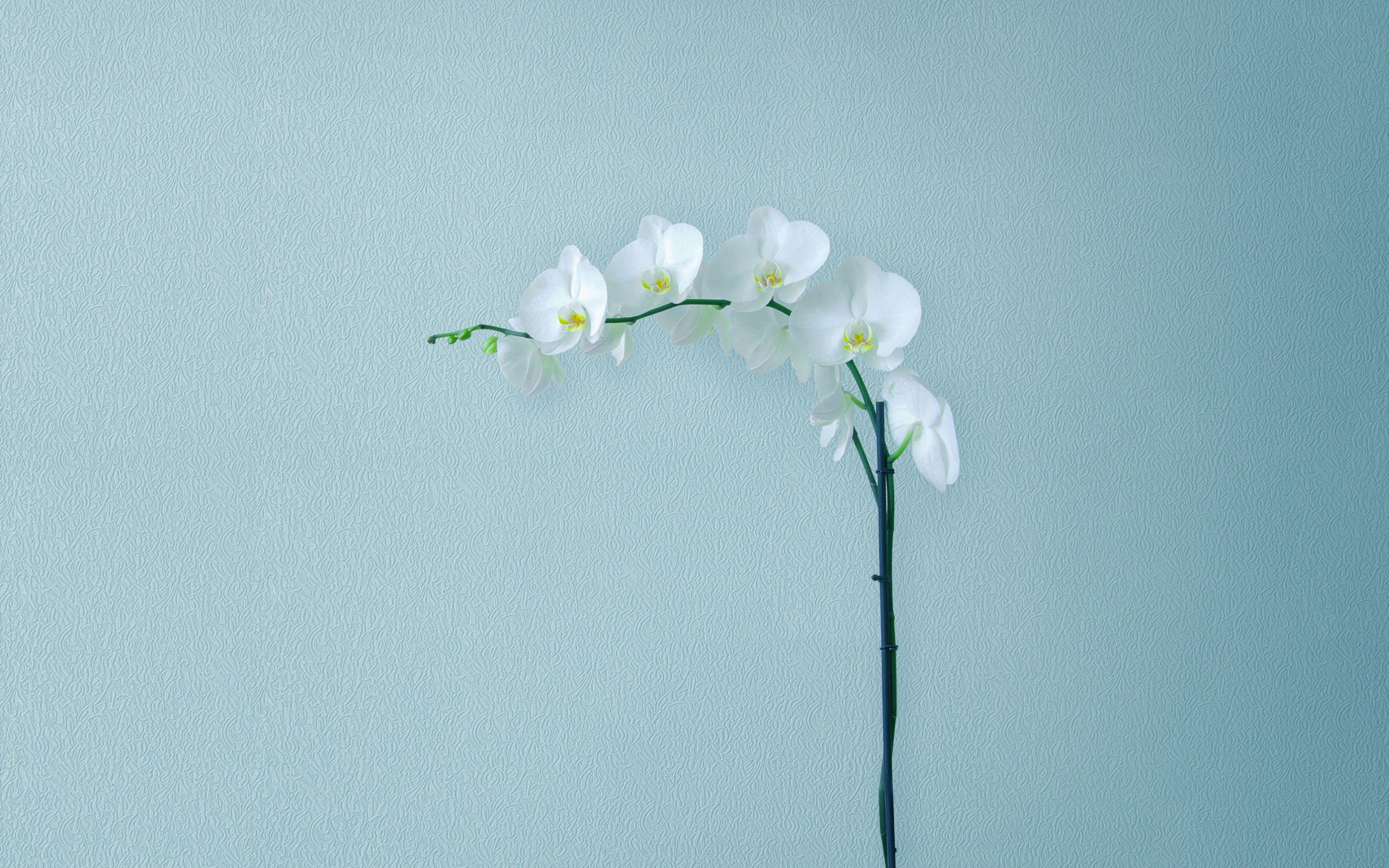 Minimalist Flower Wallpapers Top Free Minimalist Flower Backgrounds Minimalist Flower Wallpapers Top Free Minimalist Flower Backgrounds