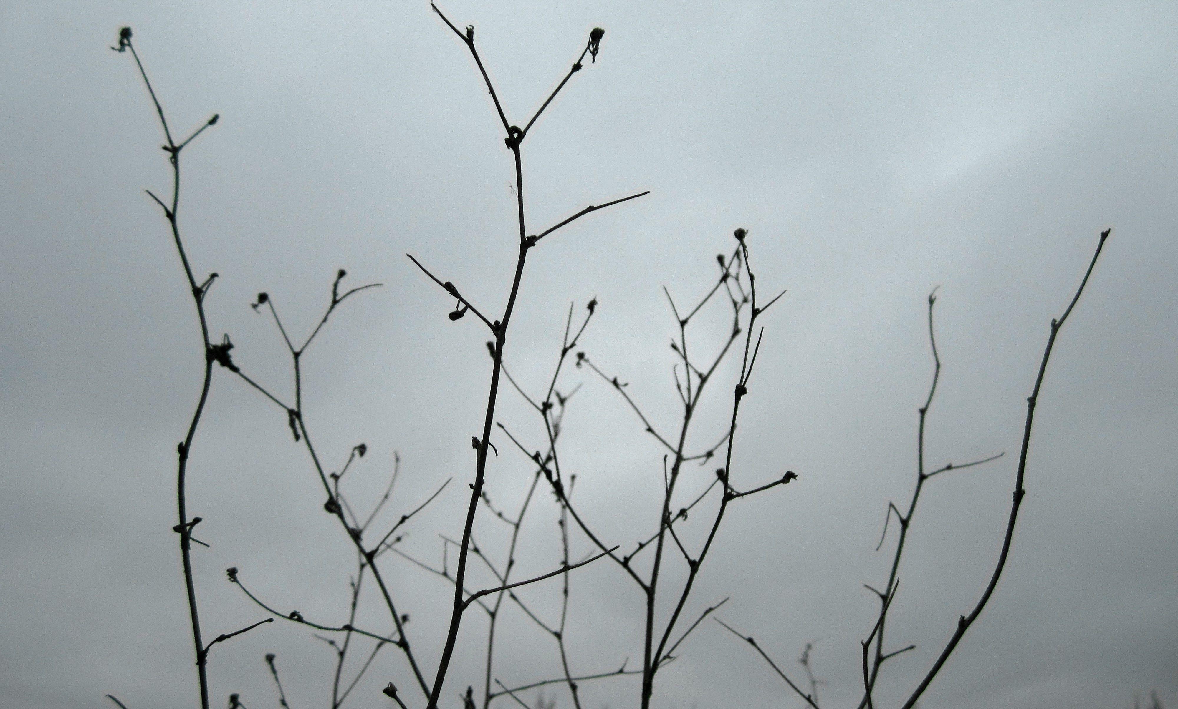 4000x2409 russia winter minimalism plants wallpaper