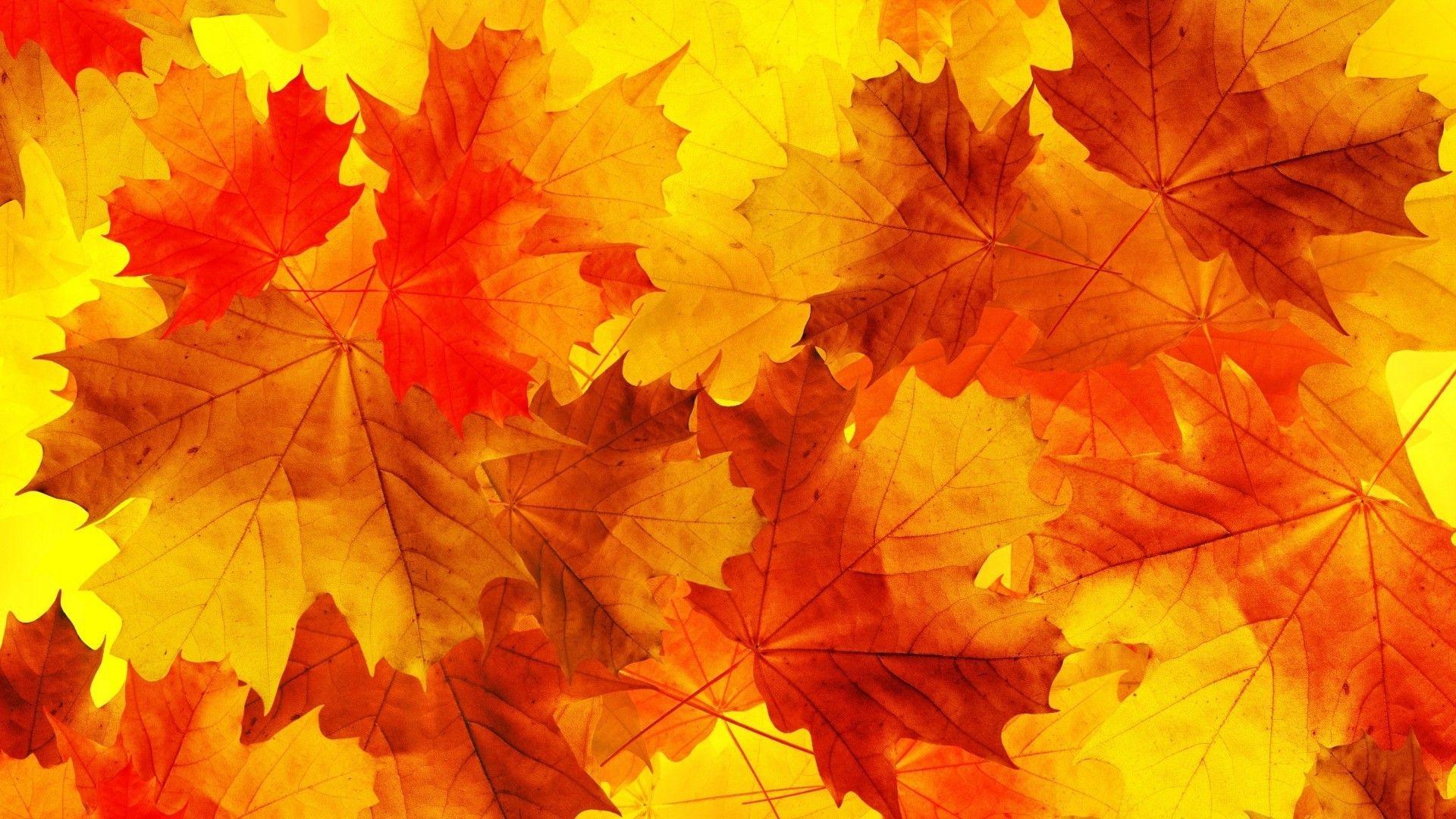 Minimalist Autumn Wallpapers - Top Free Minimalist Autumn Backgrounds - WallpaperAccess