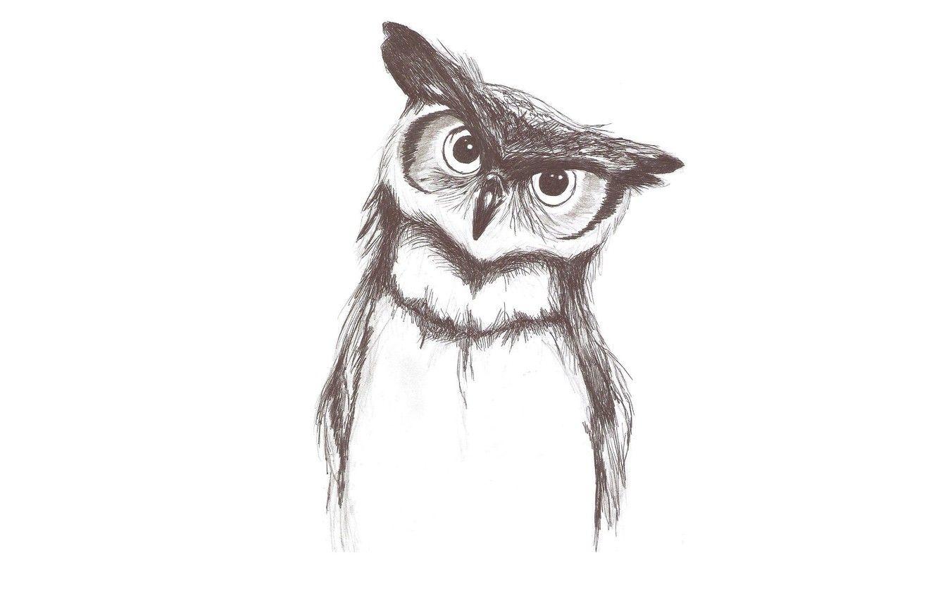 1332x850 Wallpaper owl, bird, minimalism, light background, owl